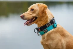 Rukka Pets Bliss collar