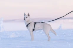 Rukka Pets Bliss Harness
