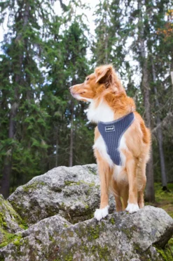 Rukka Pets Comfort air harness