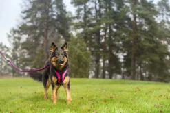 Rukka Pets Solid harness