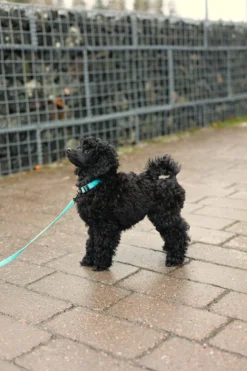 Rukka Pets Tiny Collar