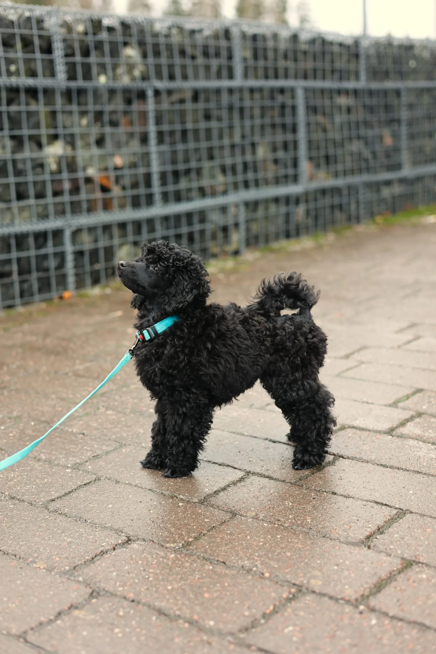 Rukka Pets Tiny Collar