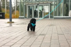 Rukka Pets Tiny Harness