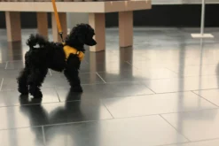 Rukka Pets Tiny Harness