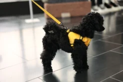 Rukka Pets Tiny Harness
