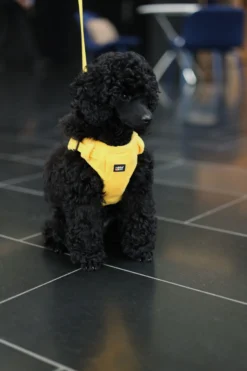 Rukka Pets Tiny Harness